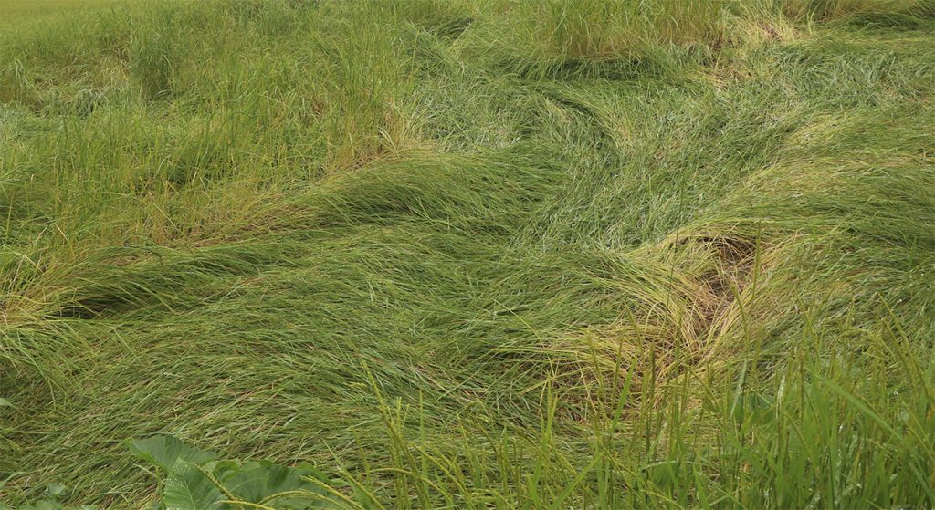 Nepal loses over Rs 2.6 billion as unseasonal rains hit paddy production