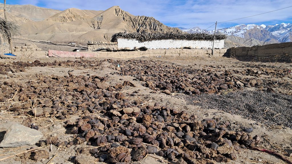 Upper Mustang residents turn to dung cakes as winter bites