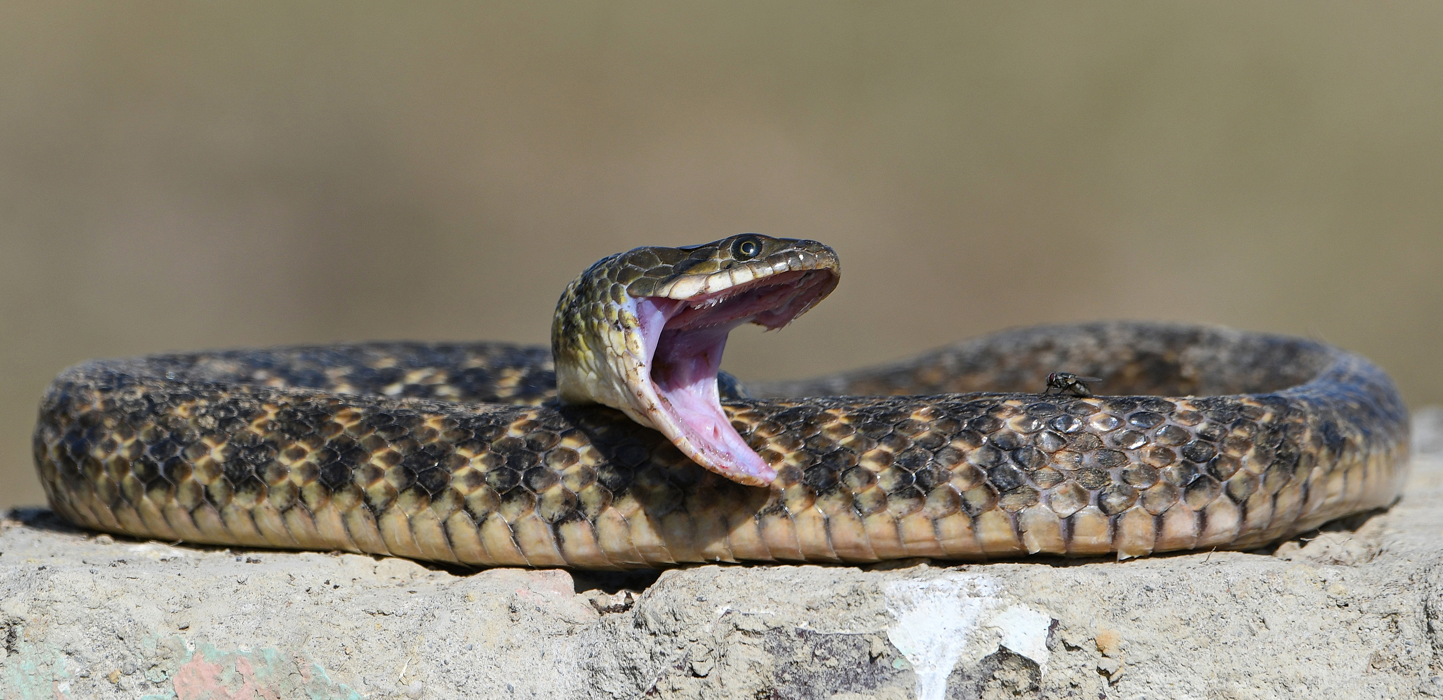 Meet the checkered keelback snake of Nepal’s wetlands