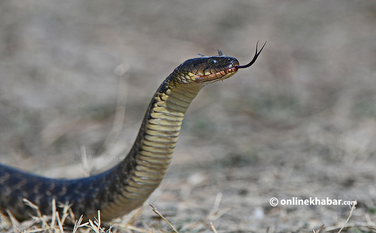 Checkered keelback snake. Photo: Rajesh Dhungana