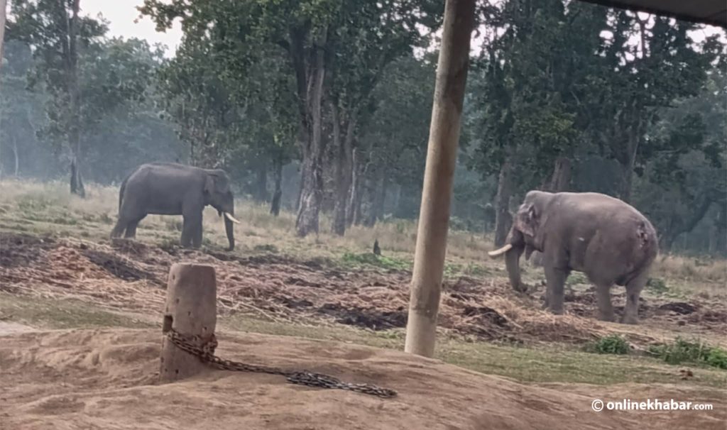 New male wild elephant ‘Bhimgaj’ spotted at Chitwan Breeding Centre, competes with ‘Ronaldo’