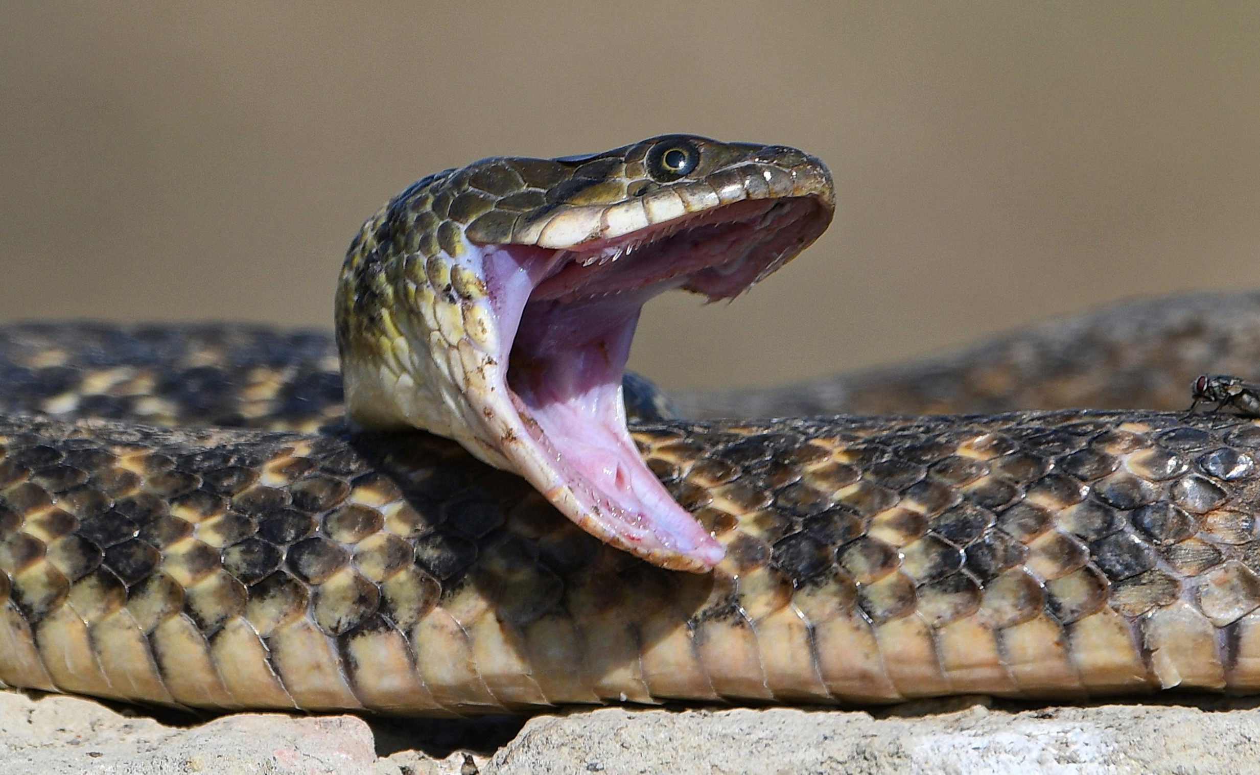 Meet the checkered keelback snake of Nepal’s wetlands