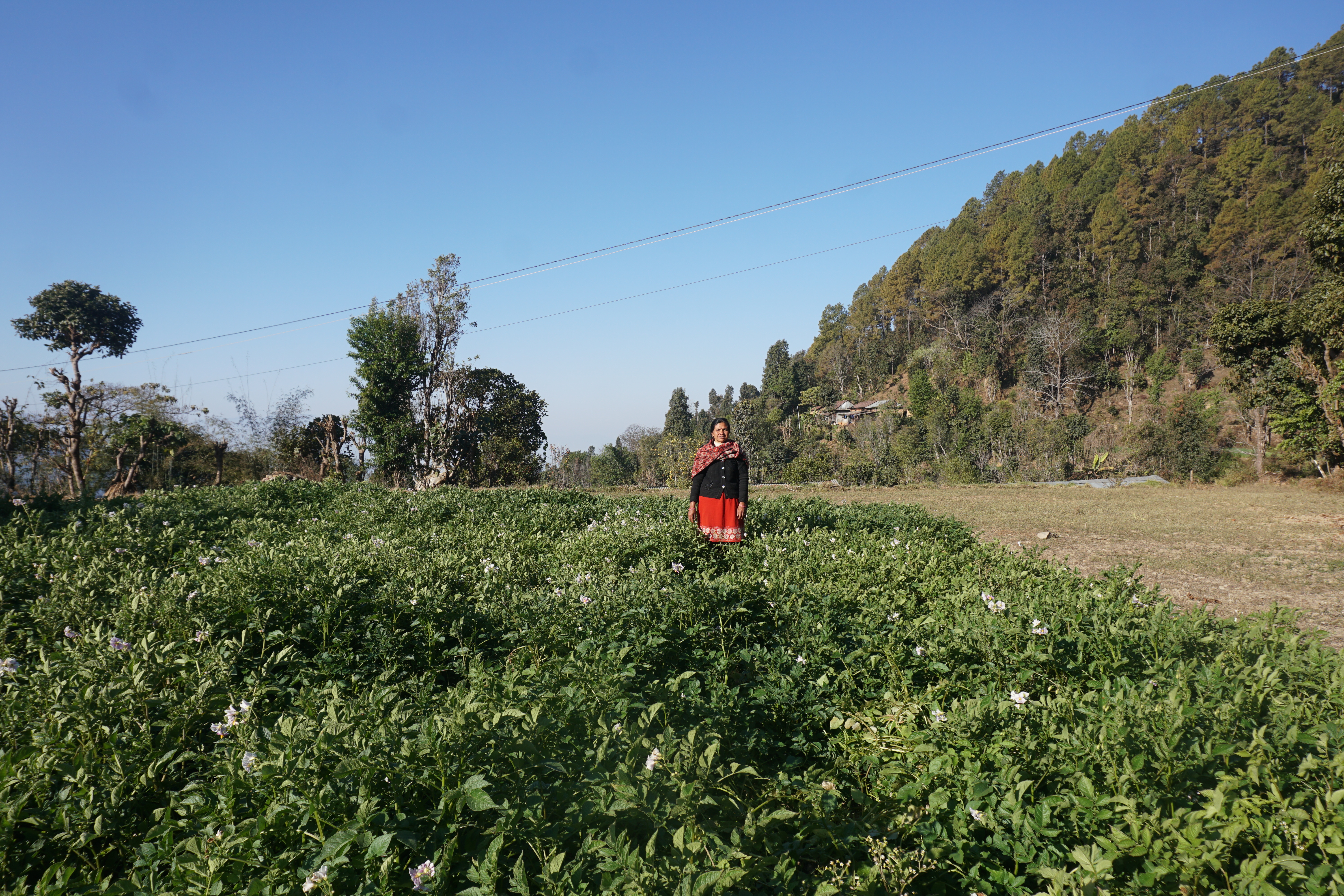 How Nepal’s farmers are reclaiming native crops to survive climate change