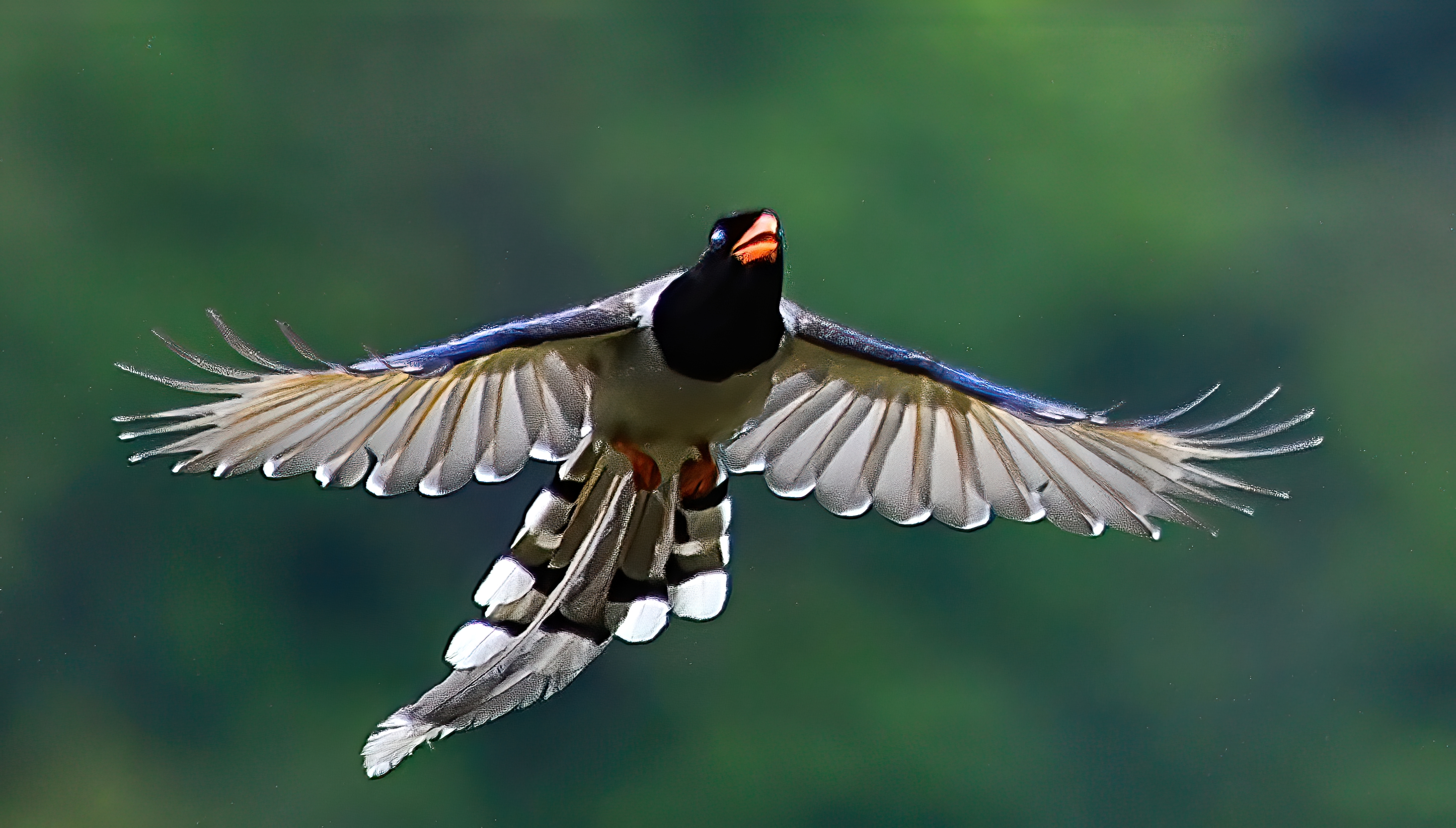 Red-billed Blue Magpie remains common but understudied