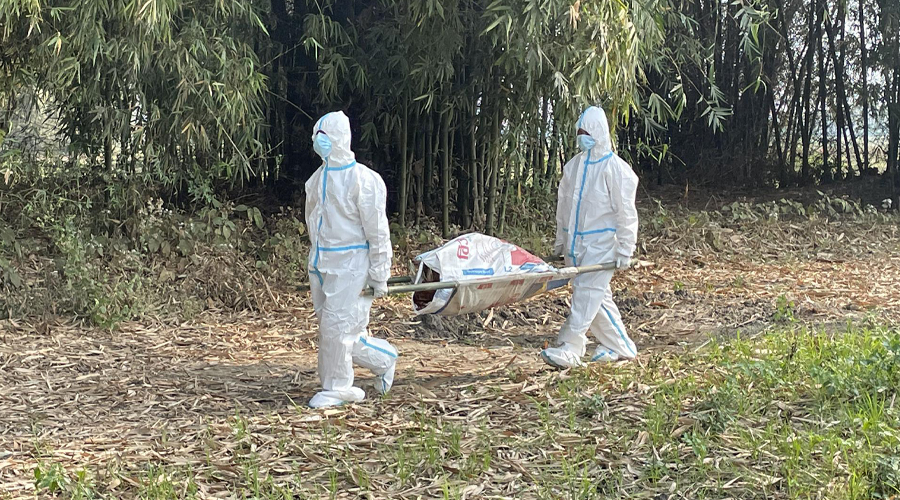 Bird flu found in Morang, Sunsari and Jhapa; 11,000 chickens culled