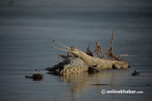 17 Gharial nests found along Rapti River