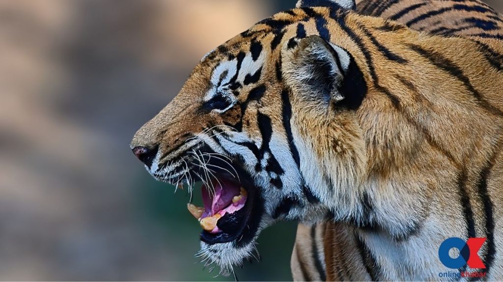 Tracking tigers beyond the park