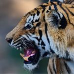 CNP reports six tiger deaths in current fiscal year