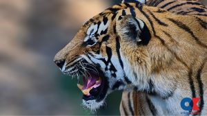 Tracking tigers beyond the park