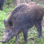 Man killed in wild boar attack