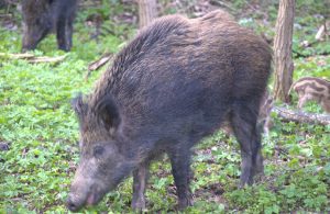 Man killed in wild boar attack
