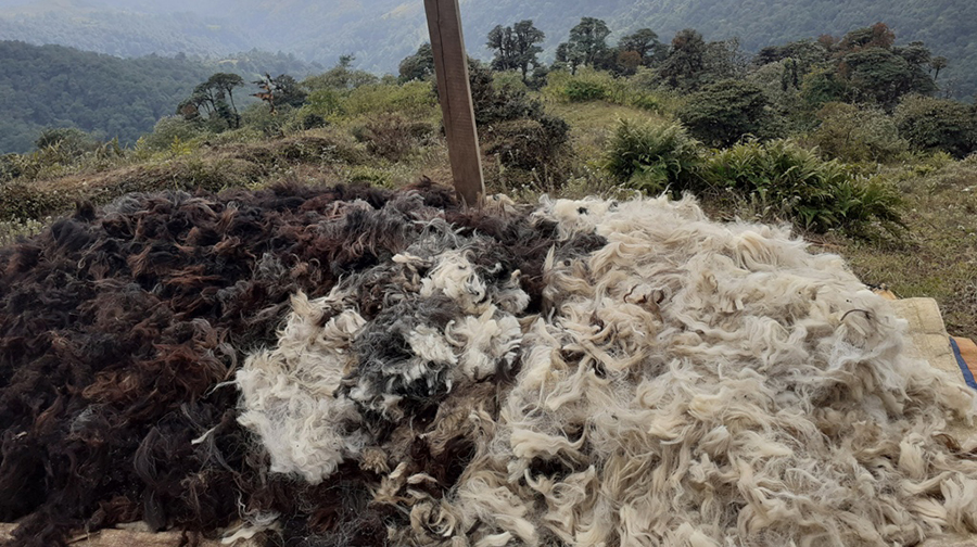 21 livestock killed in leopard attack in Mustang