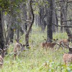 Tourist arrivals at Shuklaphanta National Park cross 2,600 in six months