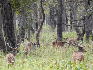 Tourist arrivals at Shuklaphanta National Park cross 2,600 in six months
