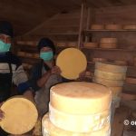 Yak milk cheese production expands in Panchthar