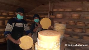 Yak milk cheese production expands in Panchthar
