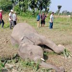 Elephant calf found dead in Sunsari