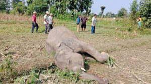 Elephant calf found dead in Sunsari