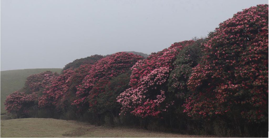Blossoming rhododendrons enhance appeal of Mundum Trail