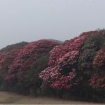 Blossoming rhododendrons enhance appeal of Mundum Trail