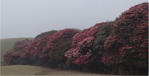 Blossoming rhododendrons enhance appeal of Mundum Trail