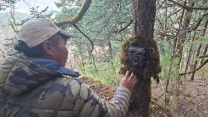 Camera trapping to identify condition of endangered red panda in Dhaulagiri