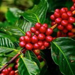 Nepal exports premium coffee to the world, yet relies on imports for domestic needs