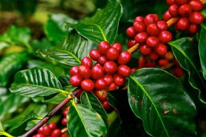 Nepal exports premium coffee to the world, yet relies on imports for domestic needs