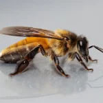 Nepal’s giant honeybee in decline across the Terai 