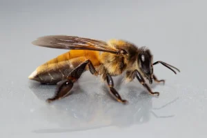 Nepal’s giant honeybee in decline across the Terai 