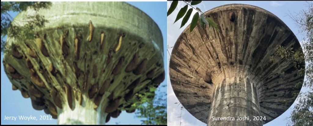 On a water tower in Rampur, 86 colonies counted were recorded in 2012, while only 7 in 2024.