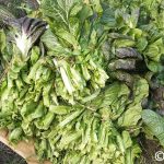 After gourd, cauliflower and potatoes, now mustard greens fail pesticide test