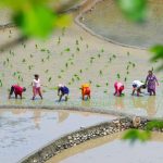 Hustle of rice planting in Salyan (Photos)