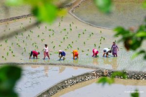 Hustle of rice planting in Salyan (Photos)