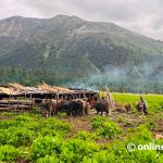 Monsoon brings traditional herders back to Thakur in Rukum East