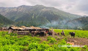 Monsoon brings traditional herders back to Thakur in Rukum East