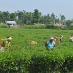 Government assurance leads to reopening of tea factories