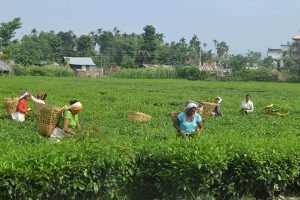 Government assurance leads to reopening of tea factories