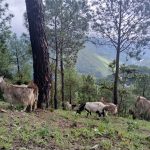 Rethinking grazing in community forests in Nepal