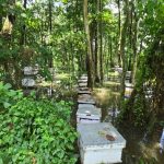 Beekeepers suffer loss due to floods in Ratnanagar