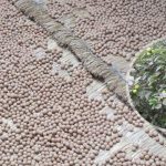 Bodhichitta harvest season brings spike in theft and disputes in Kavre