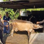 6,600 livestock receive artificial insemination in Syangja