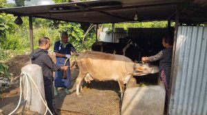 6,600 livestock receive artificial insemination in Syangja