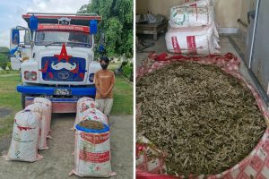 Tipper driver arrested with 199 kg of marijuana in Udayapur
