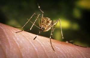 Nepal has 168 mosquito species as risk of vector-borne diseases continues to rise
