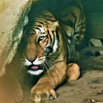 Tiger that killed man in Chitwan captured and caged