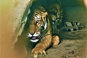 Tiger that killed man in Chitwan captured and caged