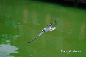 Common Tern recorded for the first time in Kirtipur (Photo Feature)