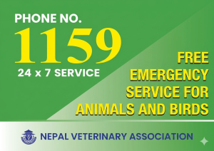 24-hour hotline launched for rescue and treatment of livestock