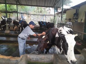 Vaccination drive helps reduce livestock disease risk in Tanahun